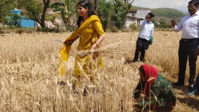 डीएम ने किया फसल कटाई प्रयोग का निरीक्षण