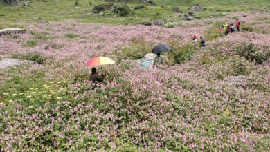 पर्यटकों के लिए खोल दी गई  फूलों की घाटी